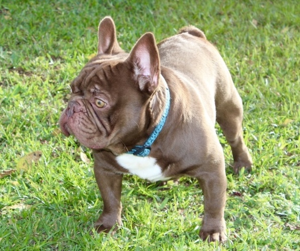 Medium Photo #7  Breeder Profile in PALM BAY, FL, USA