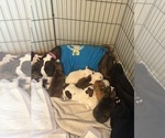 Small #23 Breeder Profile image