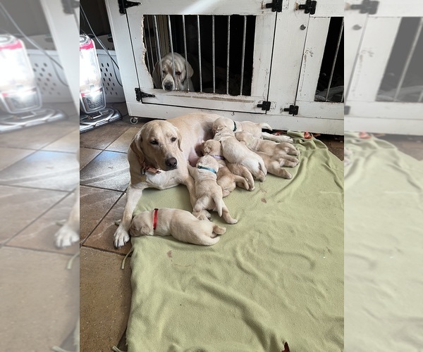 Medium Photo #1  Breeder Profile in LAKE ALFRED, FL, USA