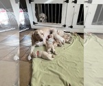 Small breeder photo