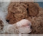 Small #85 Breeder Profile image