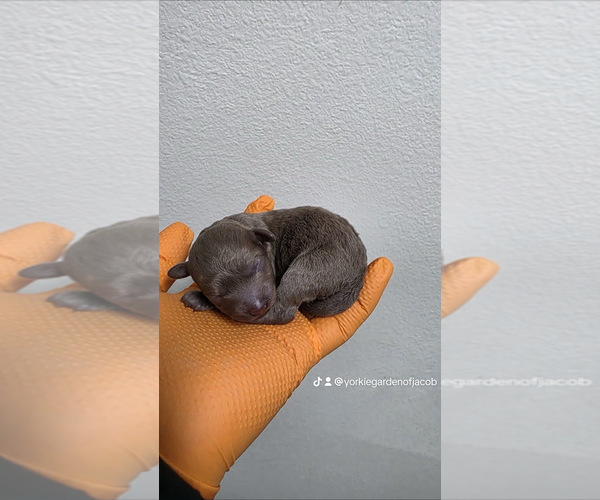 Medium Photo #10  Breeder Profile in PHOENIX, AZ, USA