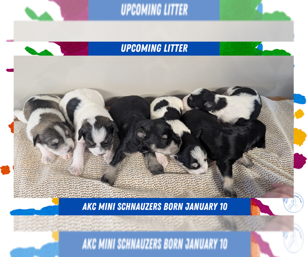 Medium Photo #14  Breeder Profile in GOSHEN, IN, USA