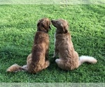 Small breeder photo