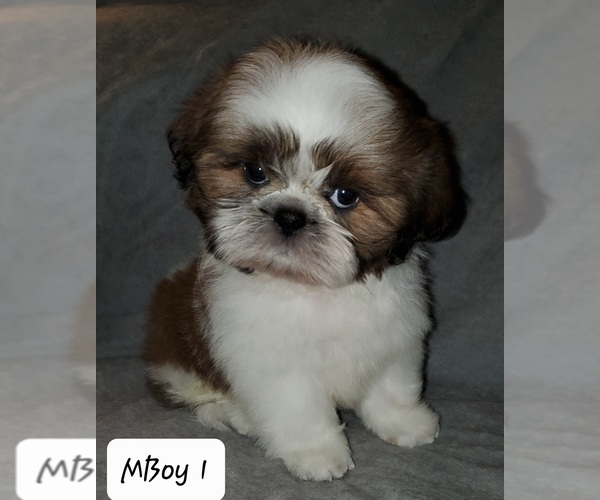 Medium Photo #1  Breeder Profile in CHICAGO, IL, USA
