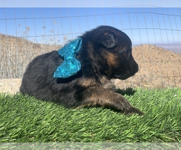 Medium Photo #60  Breeder Profile in PINON HILLS, CA, USA