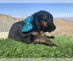 Small #59 Breeder Profile image