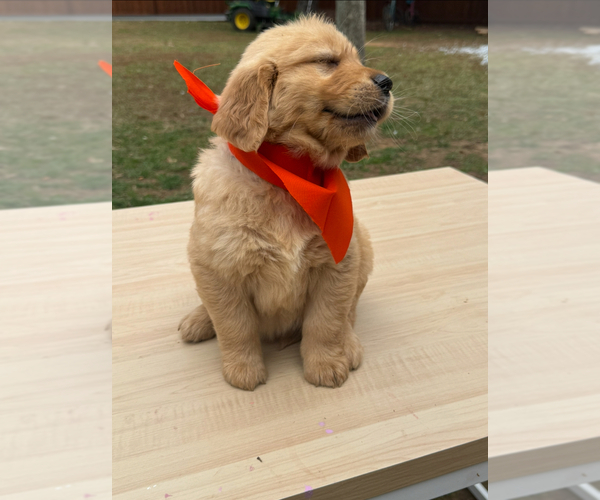 Medium Photo #3  Breeder Profile in STOCKBRIDGE, GA, USA