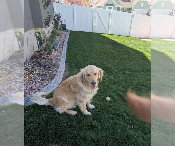 Medium Photo #21  Breeder Profile in DOLORES, CO, USA