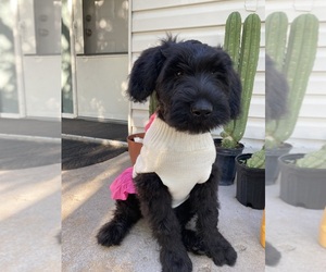 Schnauzer (Giant) Dog Breeder in WICHITA,  USA