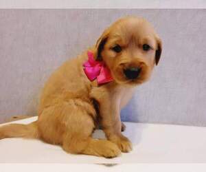 Main photo of Golden Retriever Dog Breeder near WALTONVILLE, IL, USA