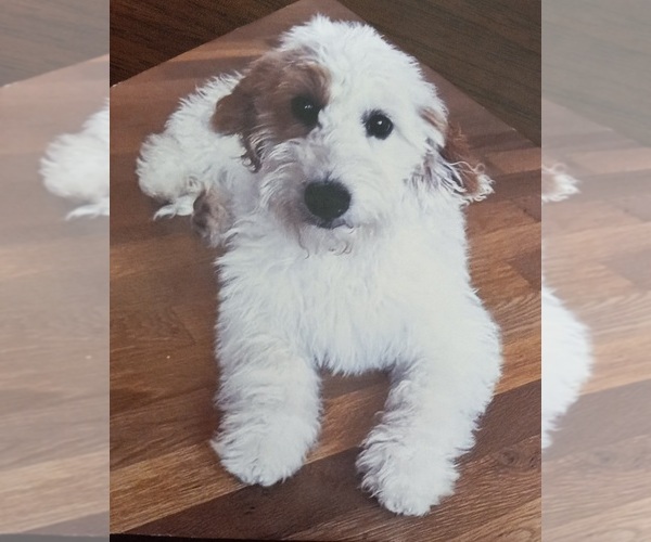 Medium Photo #8  Breeder Profile in SAINT MARYS, KS, USA