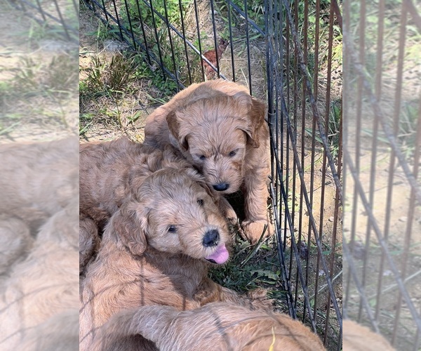 Medium Photo #12  Breeder Profile in FLAT ROCK, NC, USA