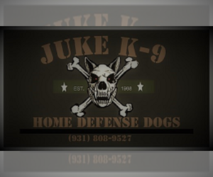 Belgian Malinois Dog Breeder near TULLAHOMA, TN, USA