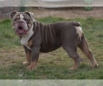 Small #2 Breeder Profile image