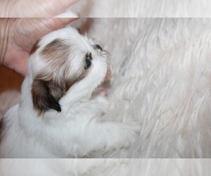 Shih Tzu Dog Breeder near THAYER, KS, USA