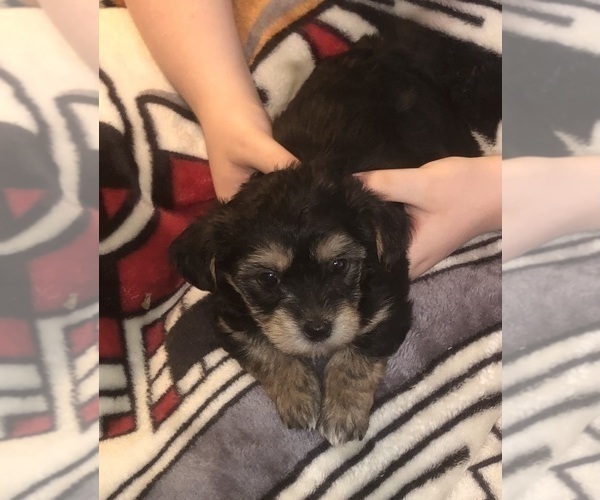 Medium Photo #43  Breeder Profile in SCOTTSDALE, AZ, USA