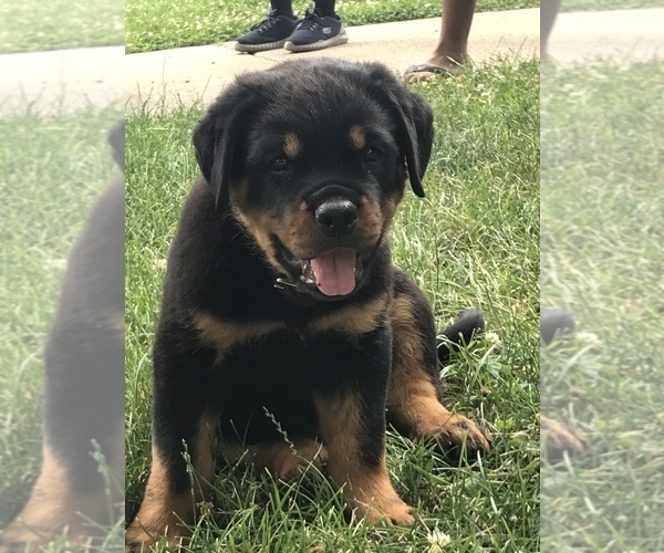 Medium Photo #1  Breeder Profile in DETROIT, MI, USA