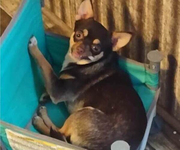 Medium Photo #2  Breeder Profile in KIRKLAND, AZ, USA