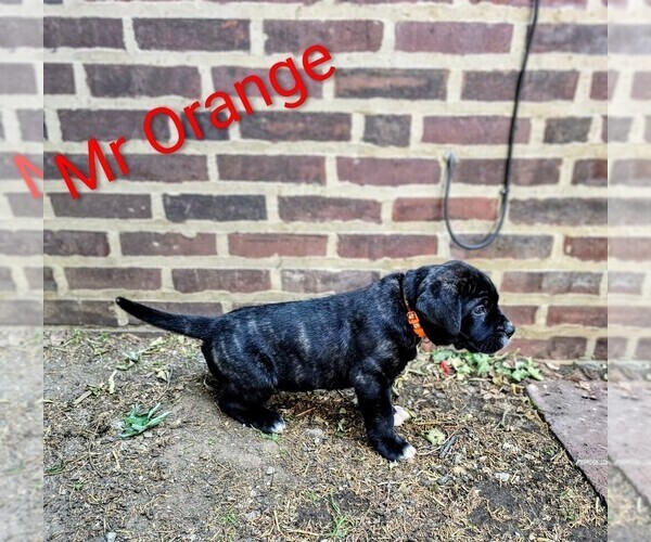 Medium Photo #3  Breeder Profile in PHILADELPHIA, PA, USA