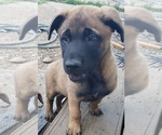 Small breeder photo