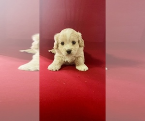 YorkiePoo Dog Breeder near HAZLETON, PA, USA