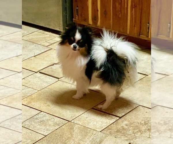 Medium Photo #5  Breeder Profile in CASSVILLE, MO, USA