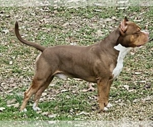 American Bully Dog Breeder in ZEBULON,  USA