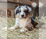Small #36 Breeder Profile image