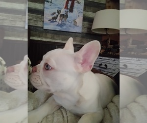 French Bulldog Dog Breeder near NEW WAVERLY, TX, USA
