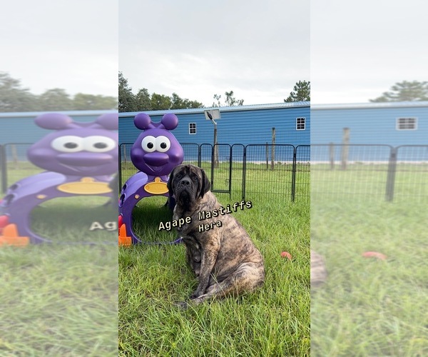 Medium Photo #20  Breeder Profile in MORRISTON, FL, USA