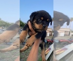 Small breeder photo