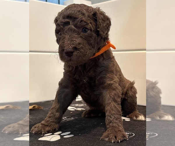 Medium Photo #2  Breeder Profile in BUFFALO, MN, USA