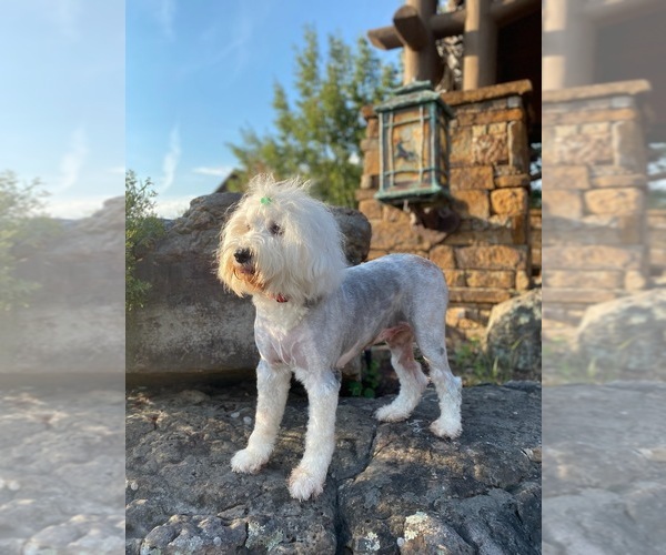Medium Photo #1  Breeder Profile in SPRINGFIELD, MO, USA