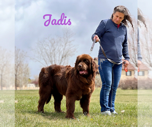 Newfoundland Dog Breeder in CORTEZ,  USA