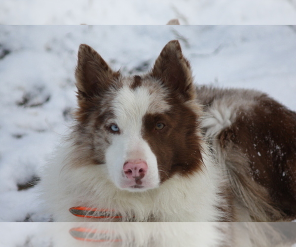 Medium Photo #1  Breeder Profile in COURTLAND, AL, USA