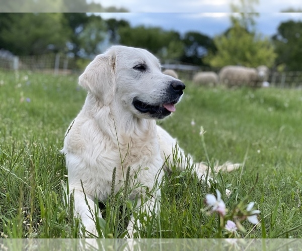 Medium Photo #1  Breeder Profile in WONEWOC, WI, USA
