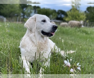 English Cream Golden Retriever Dog Breeder in WONEWOC,  USA