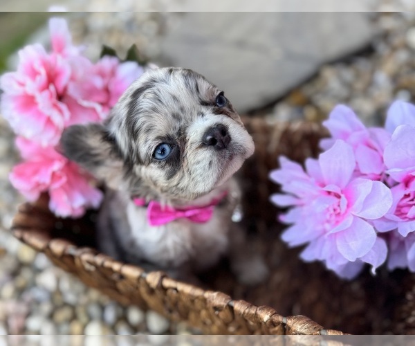 Medium Photo #1  Breeder Profile in SPRINGFIELD, MO, USA