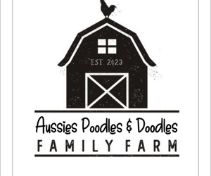 Aussiedoodle Dog Breeder near NACOGDOCHES, TX, USA