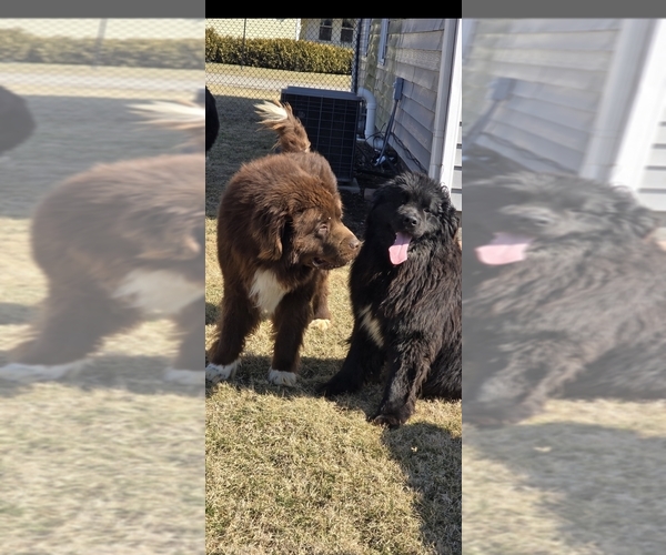 Medium Photo #70  Breeder Profile in TILTON, IL, USA