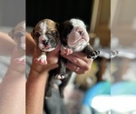 Small #12 Breeder Profile image
