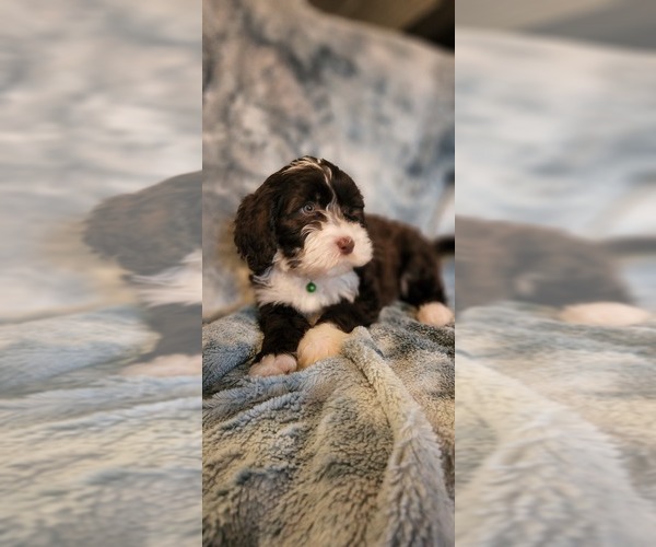 Medium Photo #5  Breeder Profile in ACCOKEEK, MD, USA