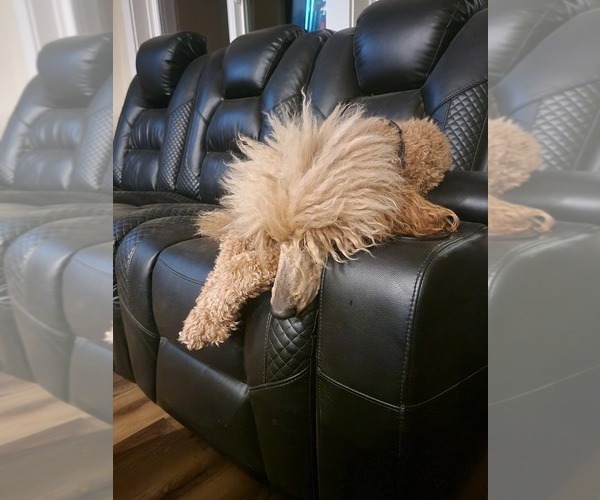 Medium Photo #1  Breeder Profile in ELK, WA, USA