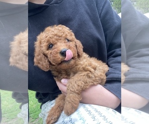 Poodle (Miniature) Dog Breeder near RUDD, IA, USA