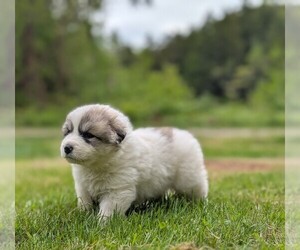Great Pyrenees Dog Breeder near CHARLESTOWN, NH, USA