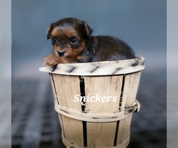 Medium Photo #10  Breeder Profile in GREENWOOD, WI, USA