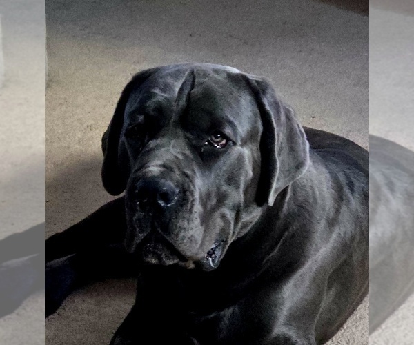 Medium Photo #23  Breeder Profile in BLANCA, CO, USA