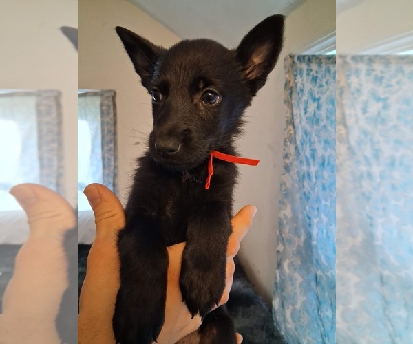 Medium Photo #20  Breeder Profile in MIDDLETOWN, CT, USA