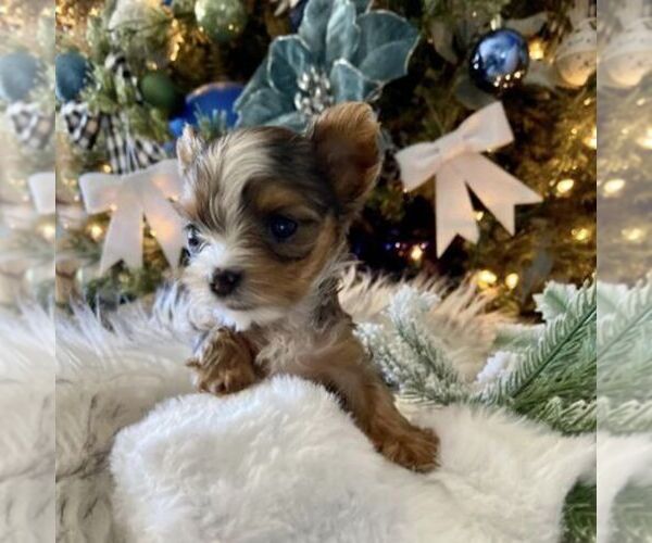 Medium Photo #22  Breeder Profile in SAN TAN VALLEY, AZ, USA